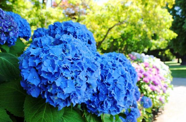供应八仙花:东陵八仙花 绣球花能调色吗，盆栽养护时，该注意些什么？