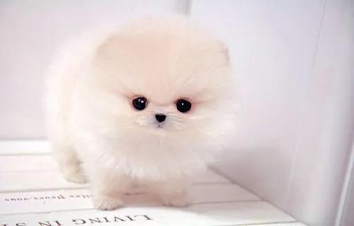 蜘蛛狗恶作剧:狗狗信任你会有什么亲密动作？