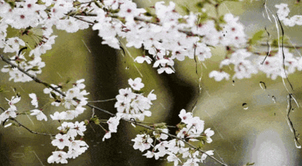 619_341gif 动态图 动图