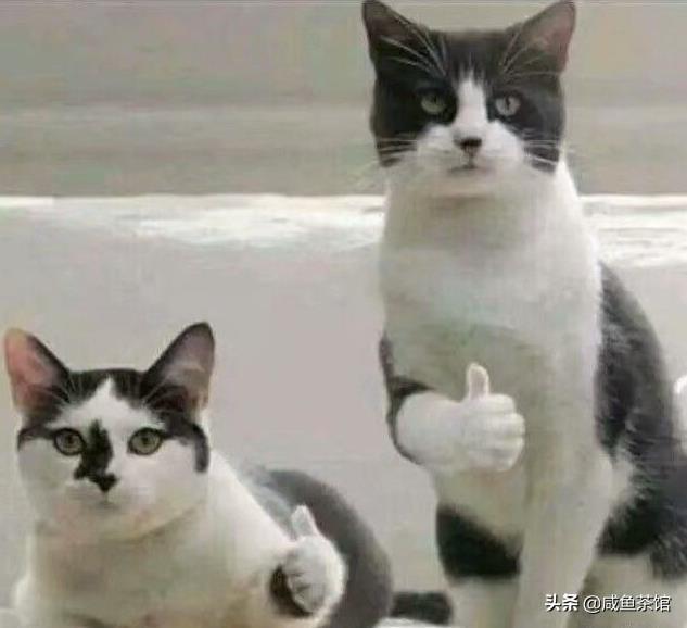 猪婆龙:中国五千年文化龙的图腾是怎么演化来的？