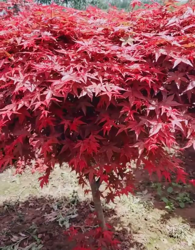 元宝枫图片:元宝枫图片大图 我有十亩地，我想种点风景树，有前景好的品种推荐吗？
