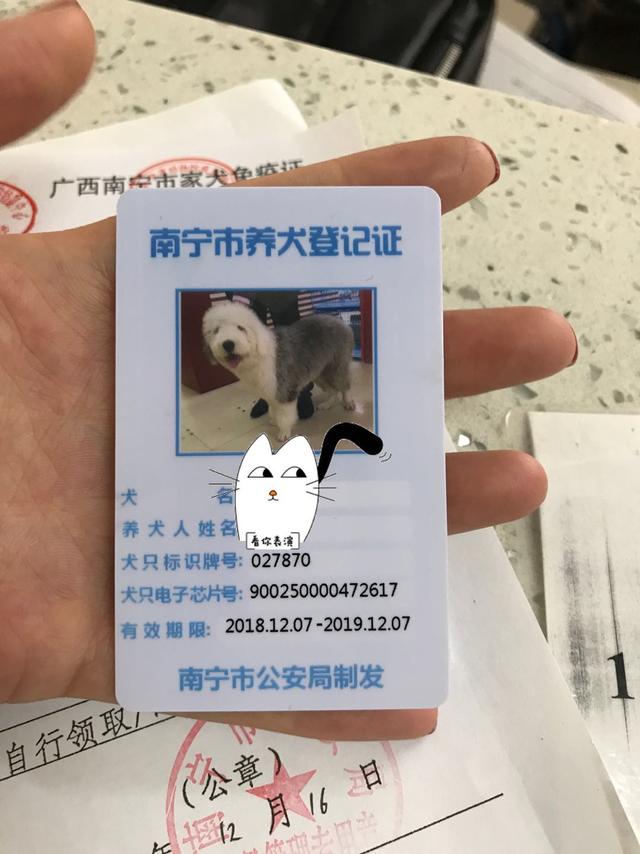狗狗工作犬证怎么办理:养狗证需要去哪里办理？需要多少钱？