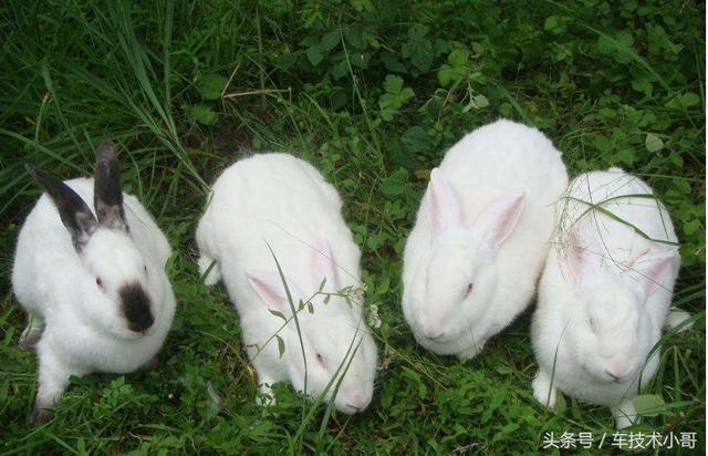 兔子洞一般有多深，本身养殖的兔子，想知道怎么分公兔母兔！简单实用的方法是什么