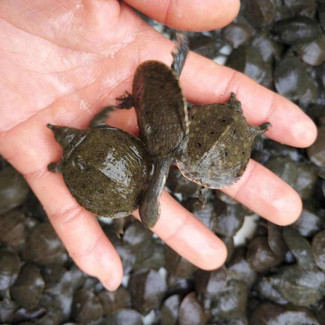 头条问答 - 在农村搞半野生甲鱼养殖怎么样?(4个回答)