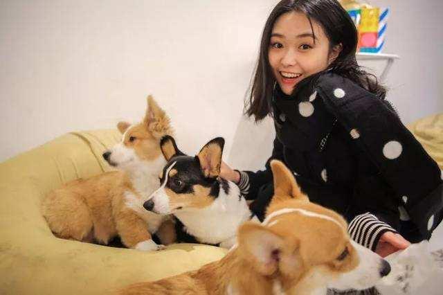 宠物犬:为什么中华田园犬的身体比很多宠物狗的身体要健康呢？ 宠物犬类品种大全