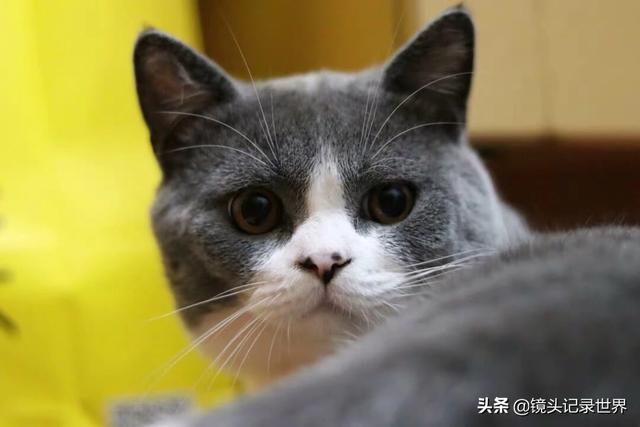 宠物图片:宠物图片大全可爱 如何拍摄展现飞禽走兽及家养宠物活泼可爱？