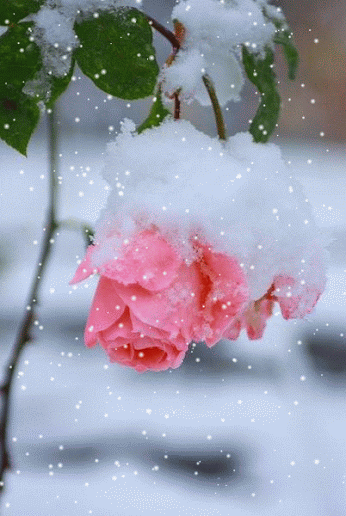 关于24节小雪节气的手抄报大全