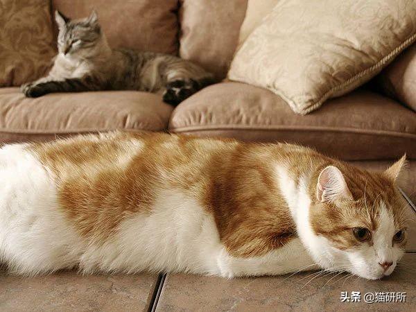 猫打架受伤回来很凶:新猫跟旧猫打架，怎么办？