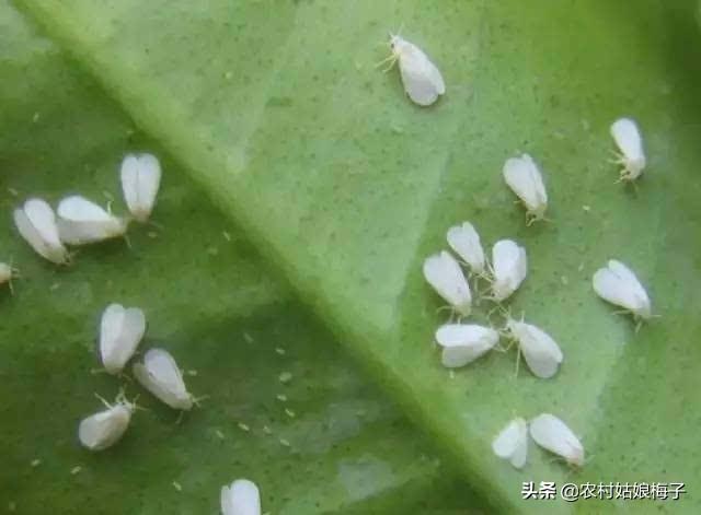 鸟眼辣椒图片:打算要种植辣椒，谁能帮我介绍几个比较好的辣椒品种？
