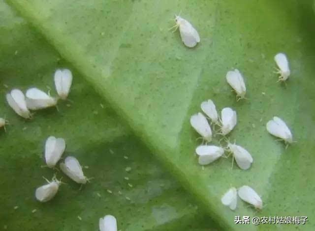 蜱虱净效果好吗:农村种了一亩辣椒，预防白粉虱的防治方法有哪些？