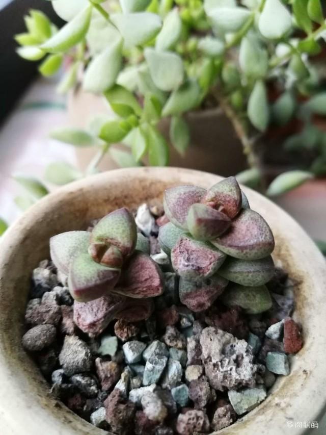 姬玉露徒长:种了多久的多肉可以正常露养？