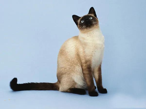 暹罗猫吧:看不懂暹罗猫的行为，求指教？
