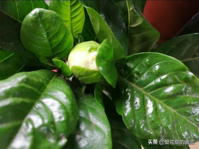 大太平鸟和小太平鸟:挑选绣眼鸟，有什么误区需要避开吗？