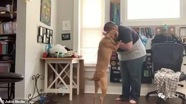 介助犬的遗言高清:治疗狗对焦虑症人群发挥了怎样的作用？