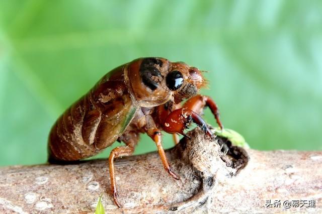 头条问答 - "爬叉"是否真的有毒,还能吃吗?有何依据?(29个回答)