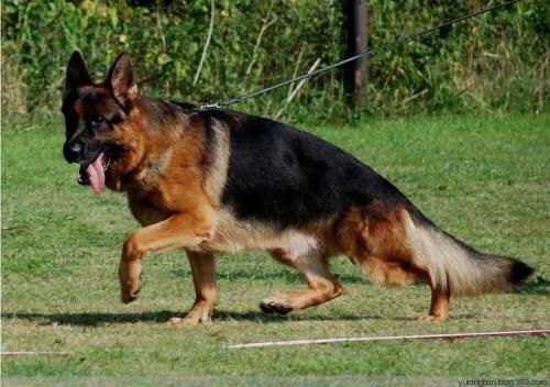 德牧幼犬:如何和刚到家的德牧幼犬打好关系？