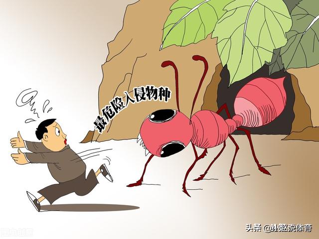红火蚁有多厉害，近日农业农村部召开会议治理红火蚁，红火蚁是啥？有这么可怕吗？