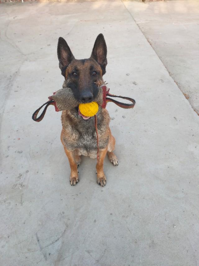 超大型犬杂交研究所:藏獒是杂交的吗?如果是的话,是什么物种杂交的呢？