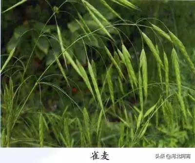 麦田多花黑麦草怎么防除:小麦除草剂元旦前打还是元旦后打？