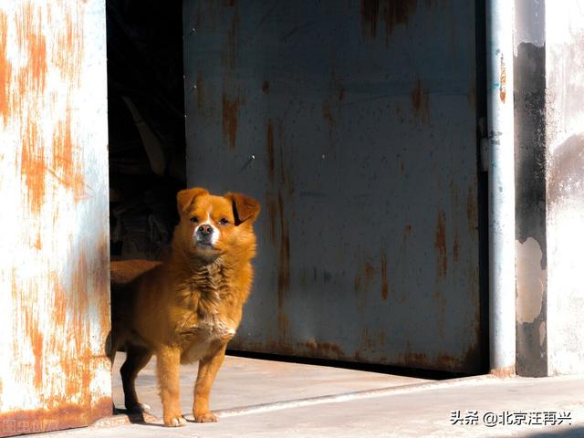 草狗:中华田园犬为什么在没有训过的前提下，知道看家？