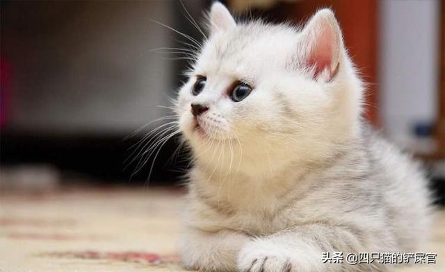 关在家里的猫的猫瘟吗:猫瘟是什么原因引起的？能治好吗？