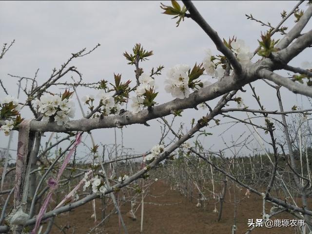 拉宾斯大樱桃有哪些品种搭配？