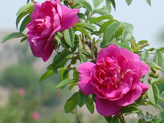 欧洲月季花品种介绍:月季花品种介绍大全 为什么有的花友，夏季就把月季养成光杆了？