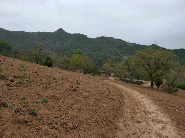 新藤惠美:地里长了许多葛根藤，怎么清除？