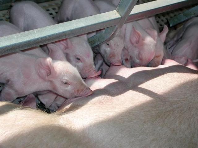 泰国小香猪怕冷吗:小香猪它主要吃什么食物？