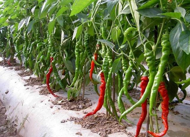 每亩辣椒多少钱，一亩地辣椒产量高还是西红柿产量高，大概一亩地多少产量