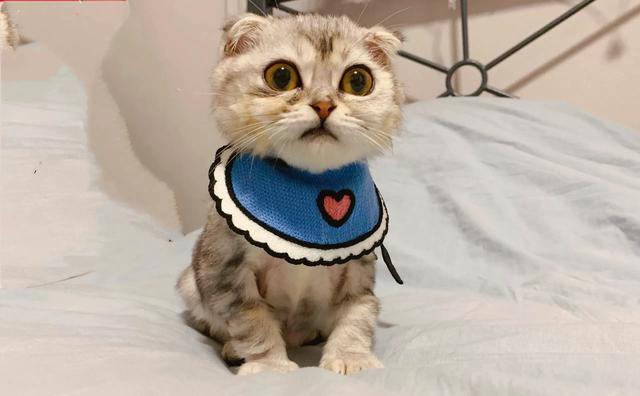 折耳虎斑猫的特点:猫猫耳朵很小，是折耳猫吗？如何辨别呢？