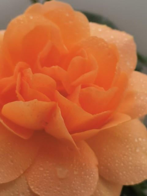 月季花品种介绍:月季花的品种都有哪些 盆栽月季花用什么品种好？