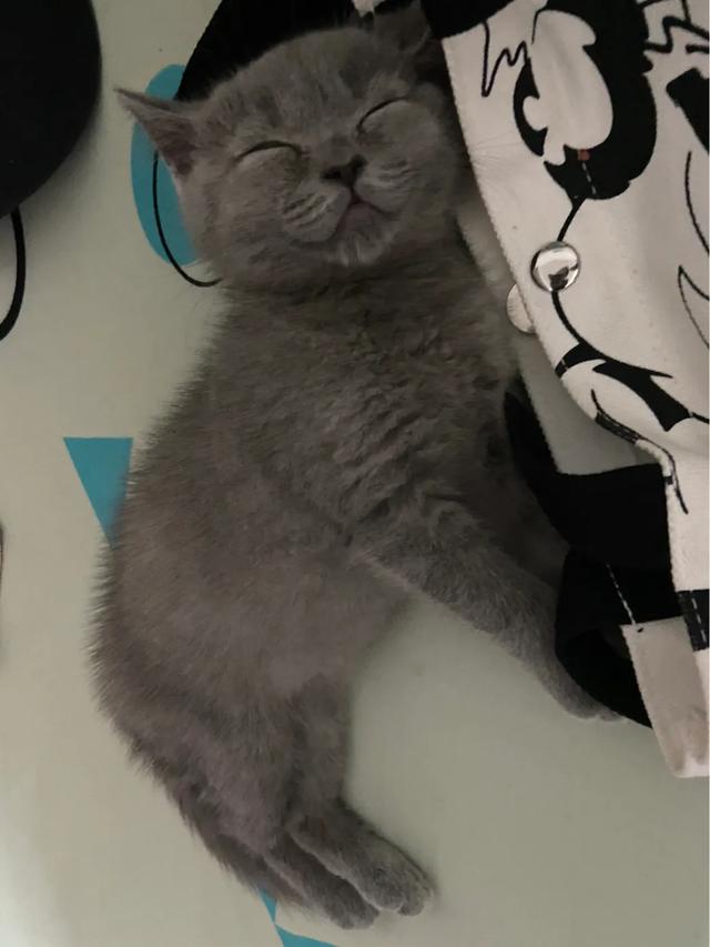 蓝猫:想养一只蓝猫，在哪里买合适？