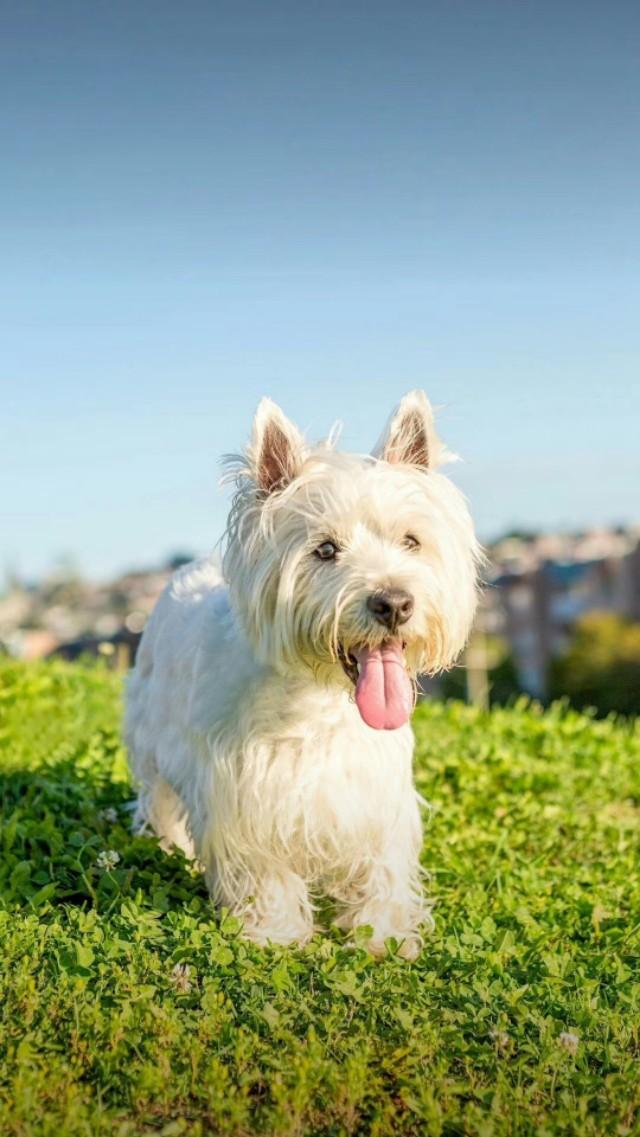 巴比熊犬图片:请问一下有人知道这是什么品种的狗狗吗？ 小比熊犬图片