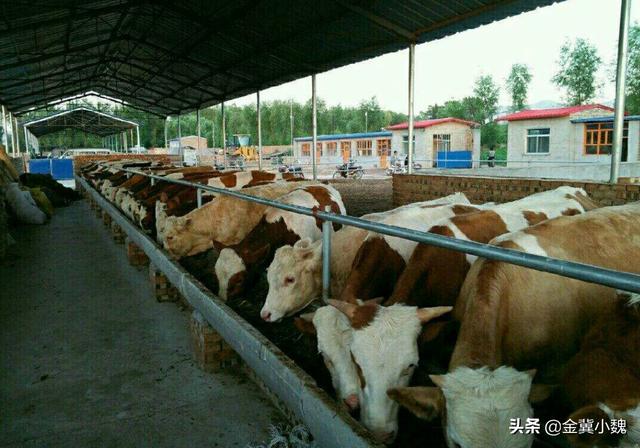 牛吃什么饲料长得快，养牛想让牛长得快一点该喂什么饲料？
