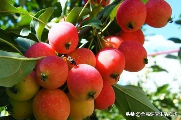 花红果是什么品种