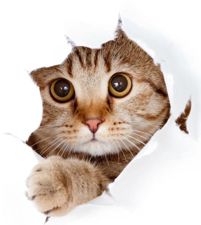 猫咪绝育:母猫做绝育，会有什么危害？ 猫咪绝育前注意事项