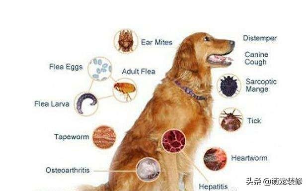 金毛体臭:金毛犬身上什么地方最容易臭？