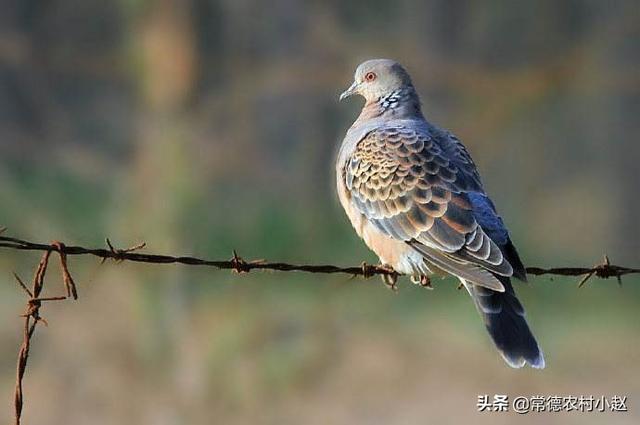 斑鸠养殖技术视频播放:如何将野生斑鸠进行驯化实行家养？要掌握哪些技术？