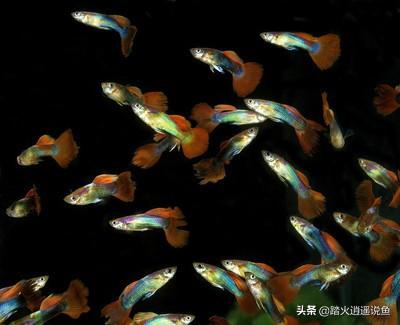 孔雀鱼怎么养出大尾巴:孔雀鱼怎么饲养，不用气泵可以养孔雀鱼吗？ 小孔雀鱼怎么养