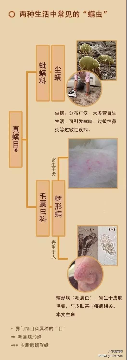 怎么识别毛囊虫:螨虫为什么难去除，还总是让肌肤长痘痘？