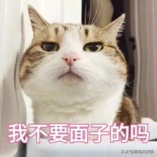 猫咪睡在猫砂盆:一个多月的小猫咪会用猫砂盆，但晚上还是乱尿，是怎么回事？