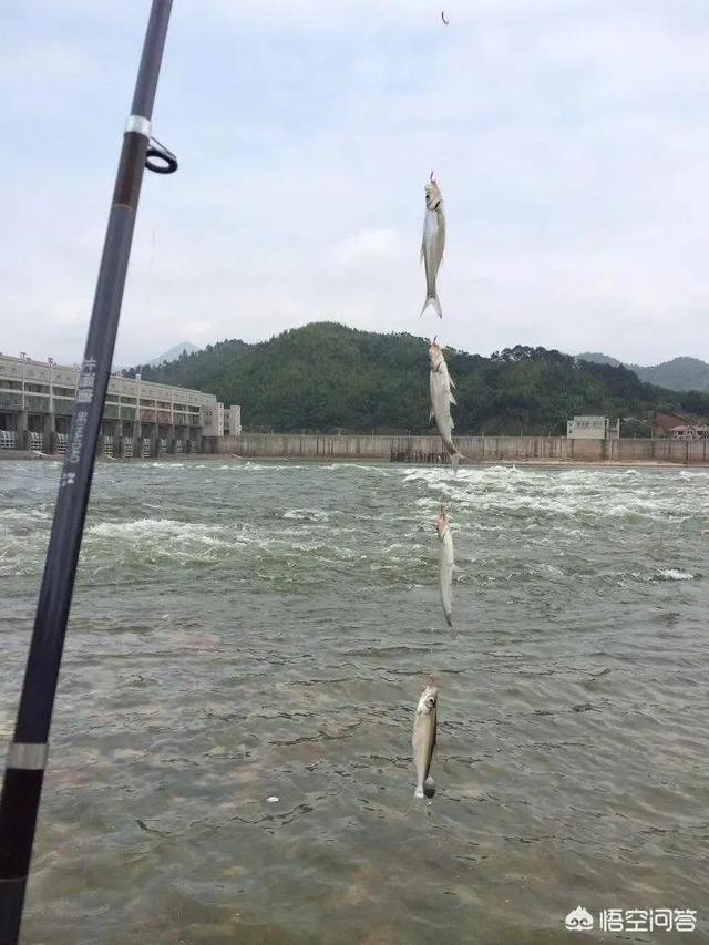 钓鮣鱼用什么鱼食最好:有什么好的串钩野钓白条的饵料配方？