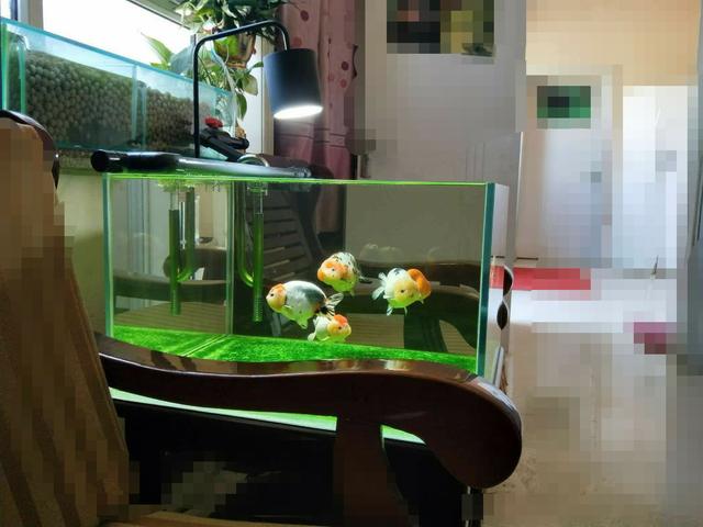 小金鱼图片:金鱼“选美”，你看过吗？