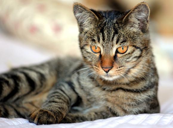银折耳猫为什么不能养:请教一下这个猫的品种，好养吗？