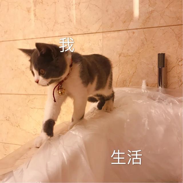 猫咪感染猫白血病一定发作吗:我家猫老吃猫砂，怎么办啊？