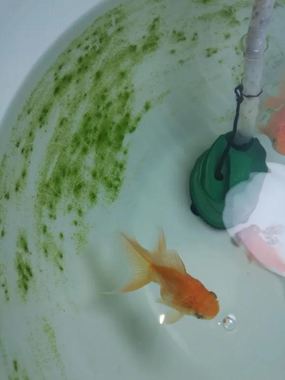 如何避免荷花缸里起绿苔 头条问答