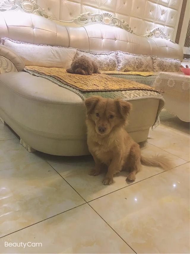 俊介君是什么品种的狗狗:这个是什么品种的狗狗@各位大神？