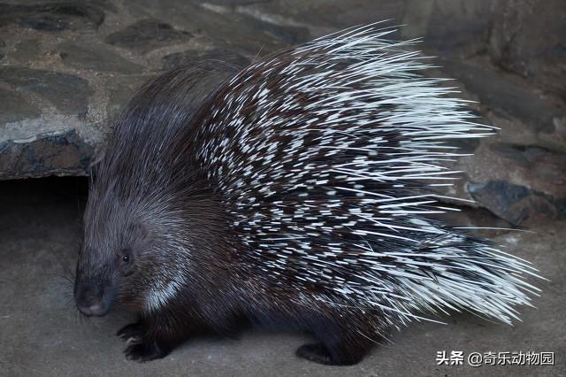 牛头梗 豪猪:牛头梗豪猪 豪猪有哪些饲养方式，哪一种饲养方式经济效益明显呢?如何喂养？