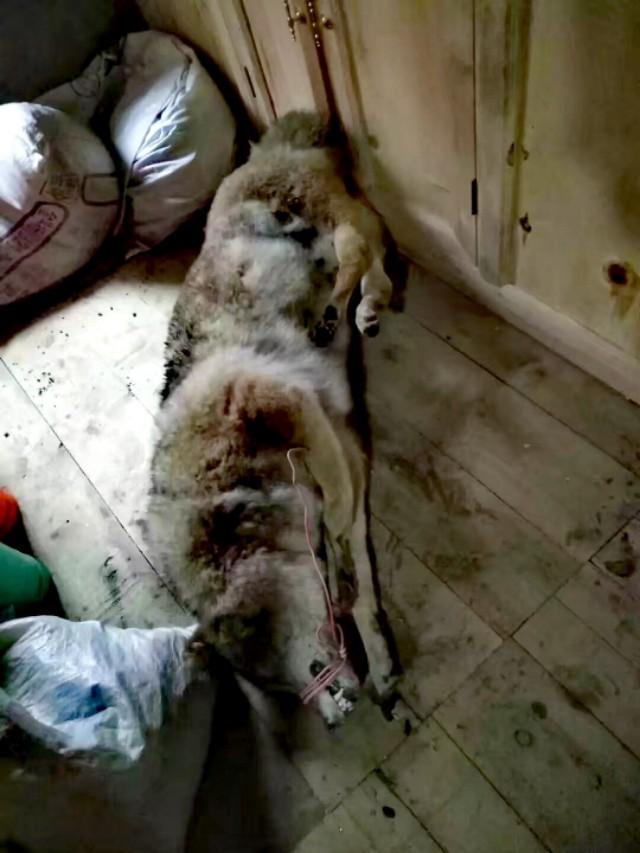 哈士奇和杜宾犬打架谁会赢呢:大白熊犬和杜宾犬哪个好？为什么？